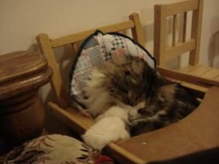 Gribouille et sa chaise