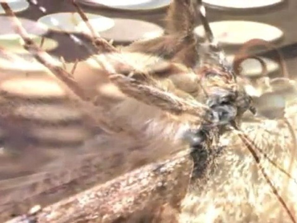 Catocala Fraxini