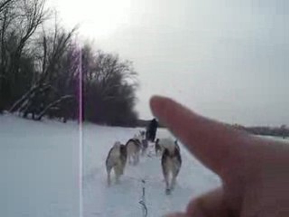 chien de traineau - 1