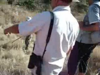 Dragons de Komodo ou varangs