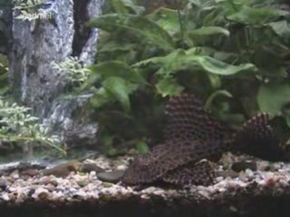 Akvarium 1.09 VM