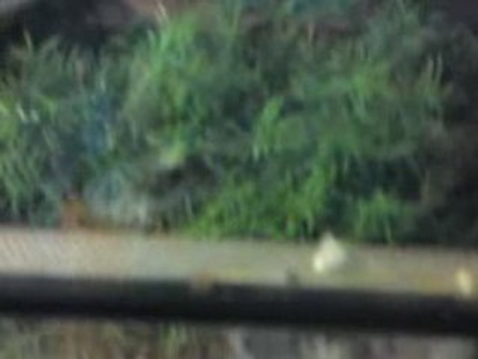 NEW ATAK DE RENGI SUR UN RAT TROP DESPIE