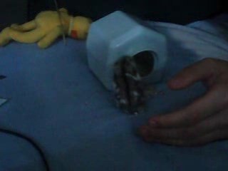 Mon hamster Perceval