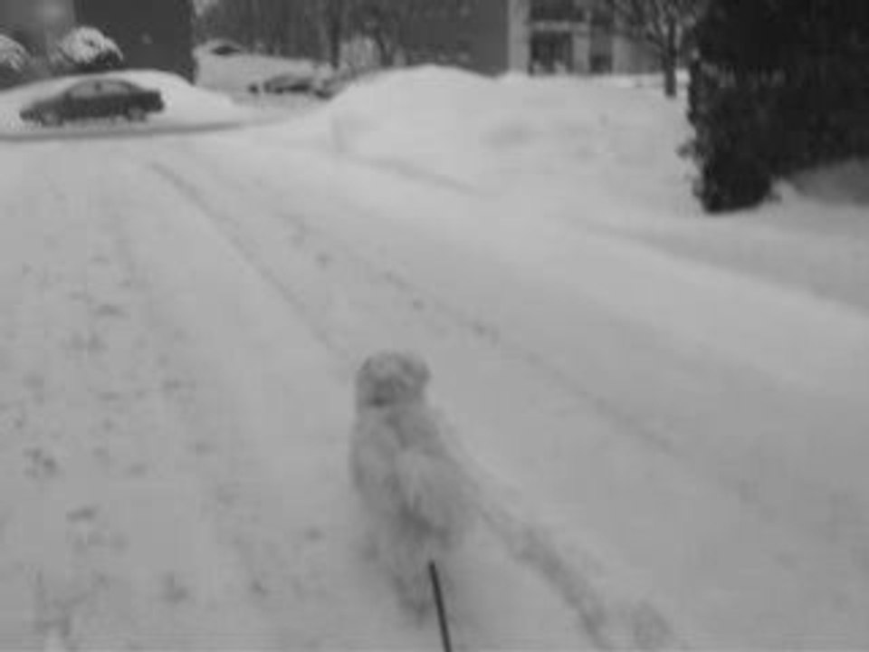 Ma belle petite chienne qui joue dans la neige !