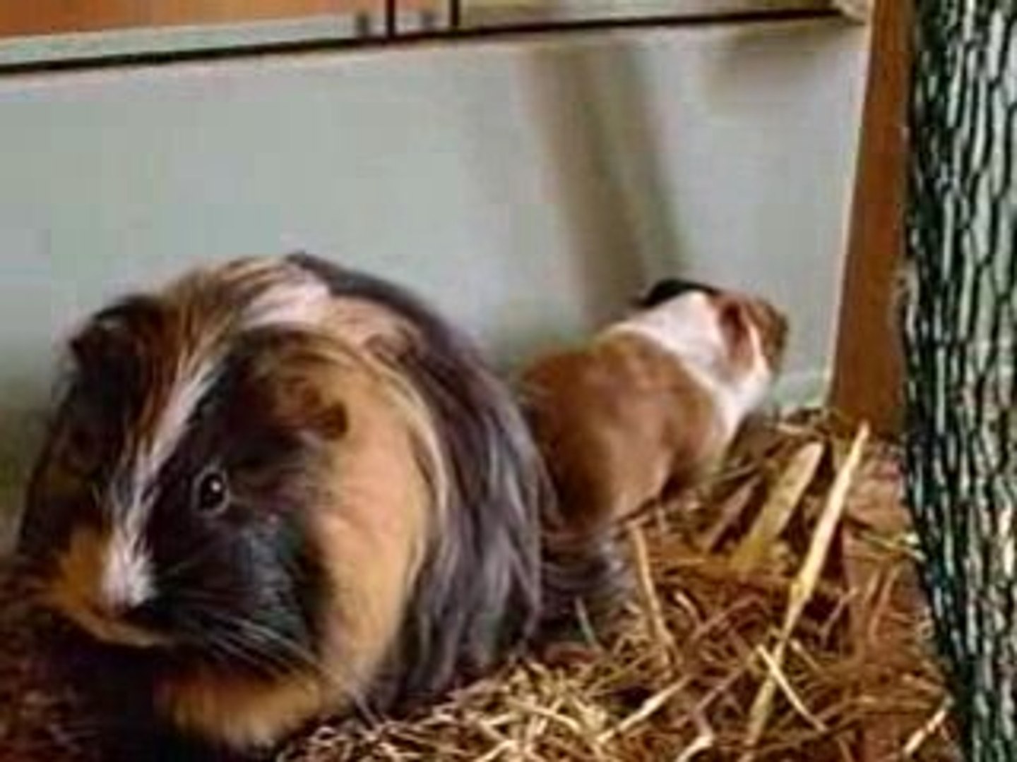 Bebe Cochon D Inde Video Dailymotion