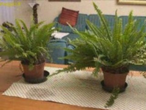 Coltivazione delle felci in giardino