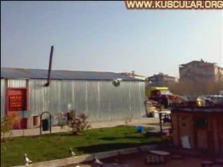 Ankara'dan Sayın Metin Baltacıpaşa'nın Oyun Kuşu