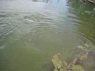 Black-bass catch and release (later)