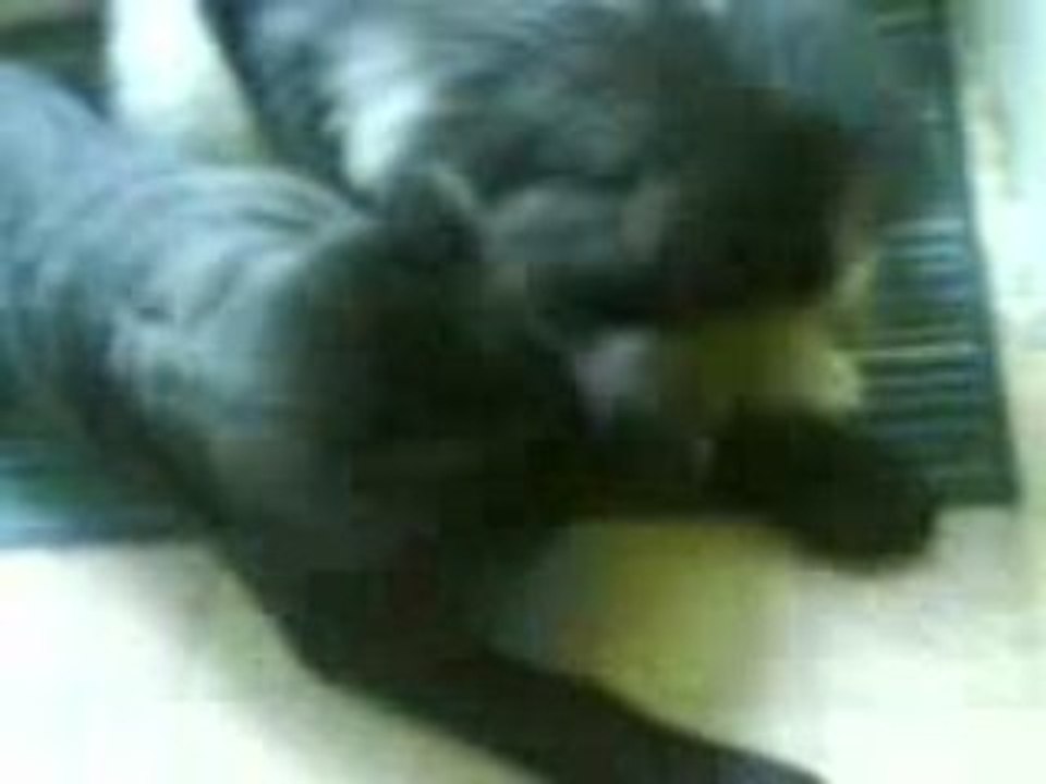 Pékinois contre Sharpeï, combat de la banane