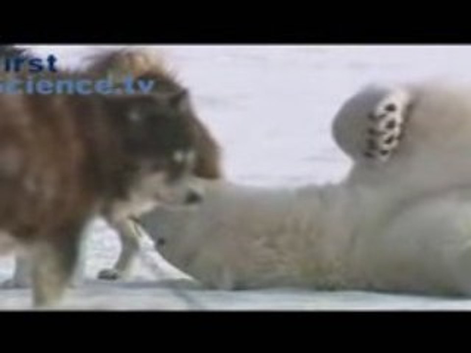 Bears & Dogs friends ?!