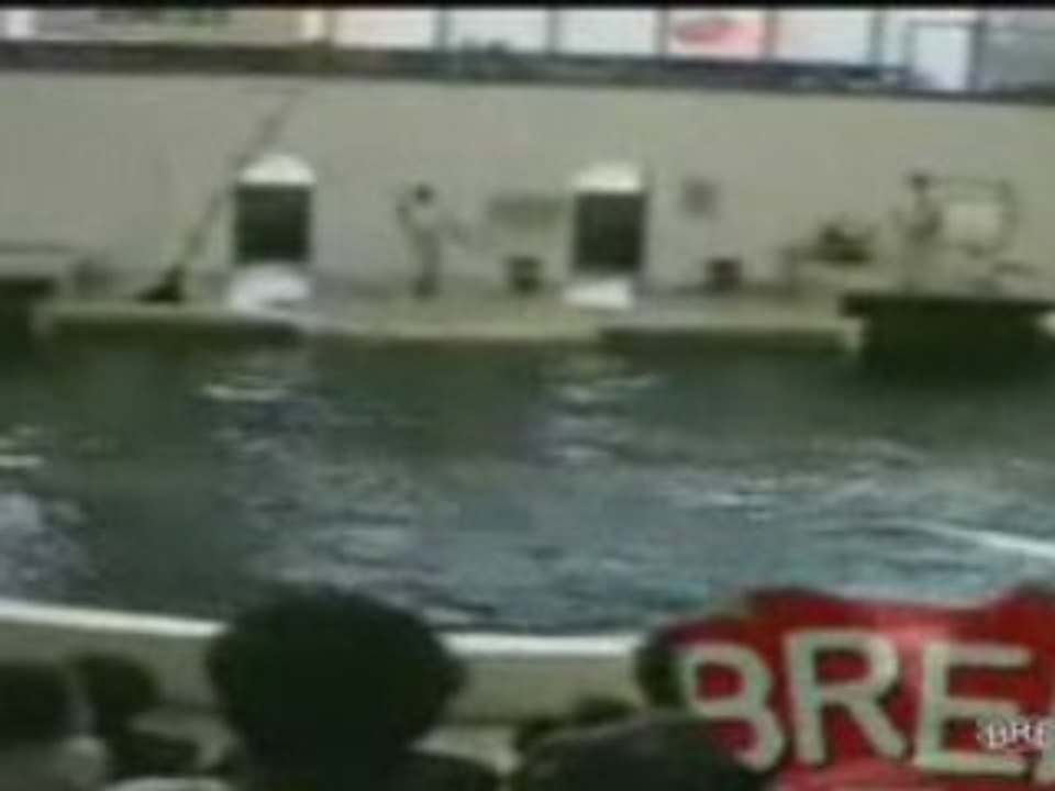 Un dauphin qui vise tres bien