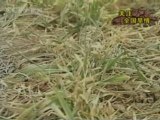 China drought affects 10m