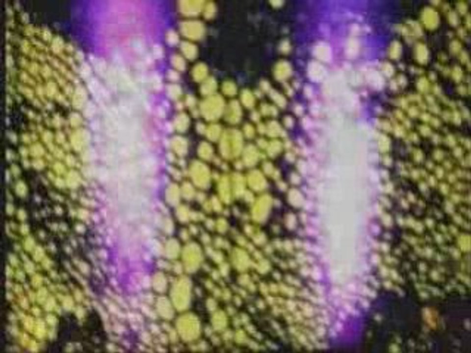 Trance Festivl 2006 Astrix Infected Goa Astral  Gms