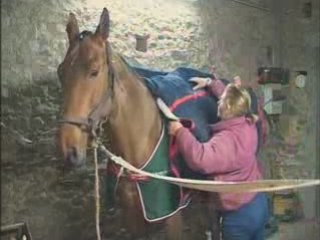 Présentation du Haras d'Elle