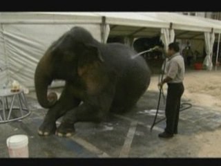 Circus in court for cruelty