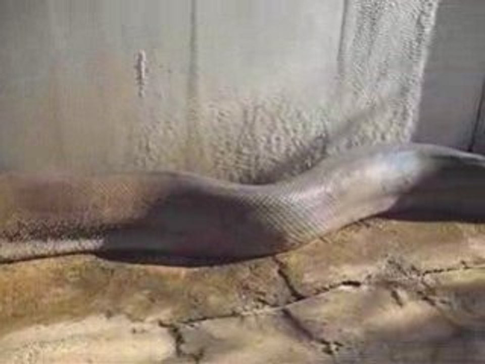 Le plus long cobra du monde
