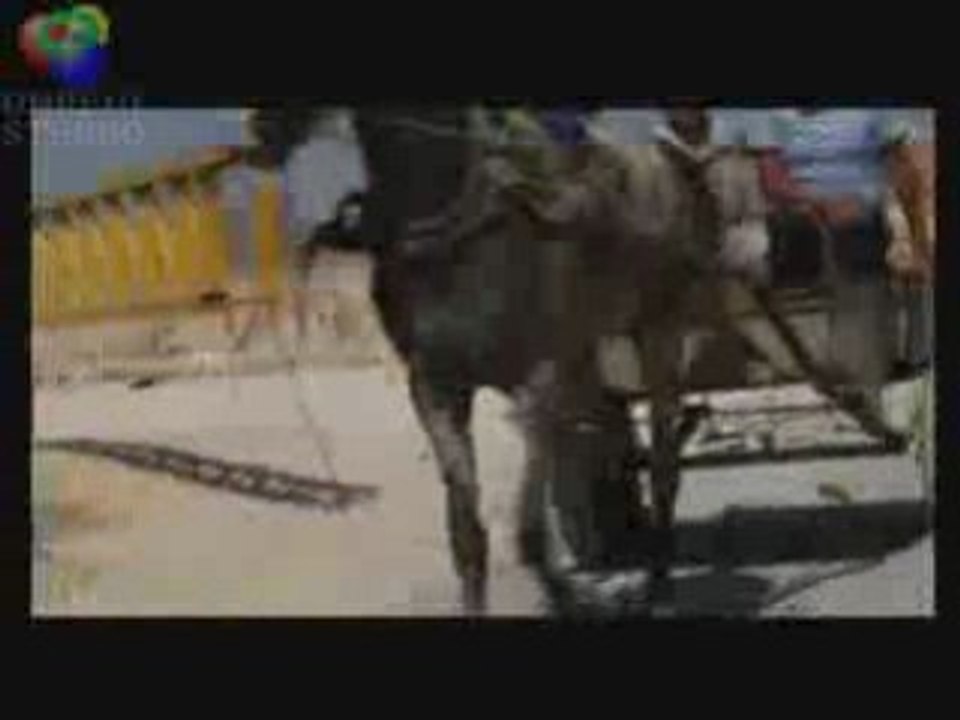 une sioniste frappe et crache sur des enfants palestiniens