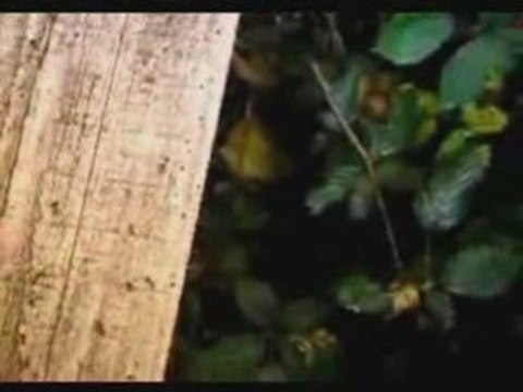 TPE Phéromones : Mise en évidence des phéromones