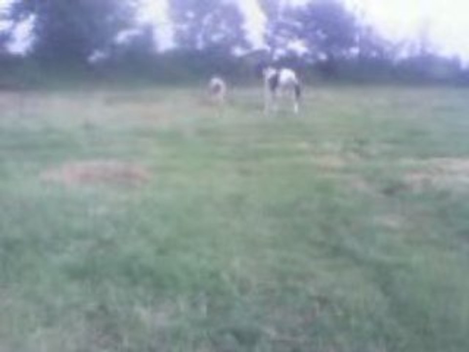 hercule et red love qui trote
