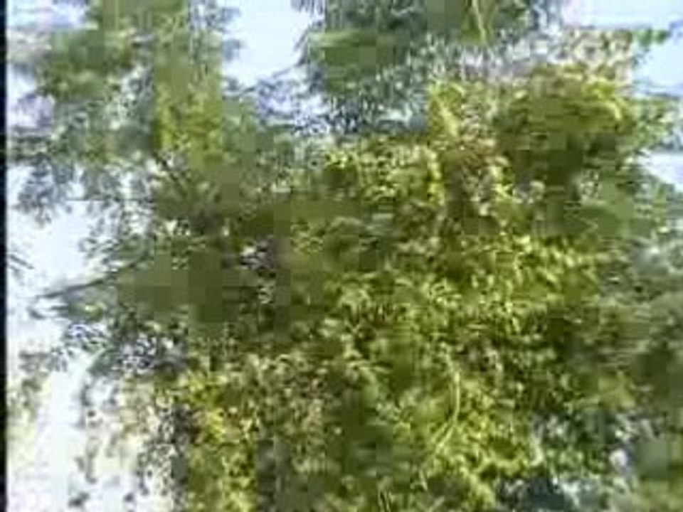 AVSEQ01