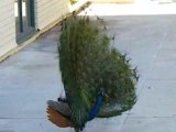 Peacock with Open Feathers