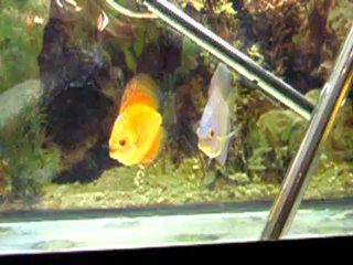 Discus quarantaine