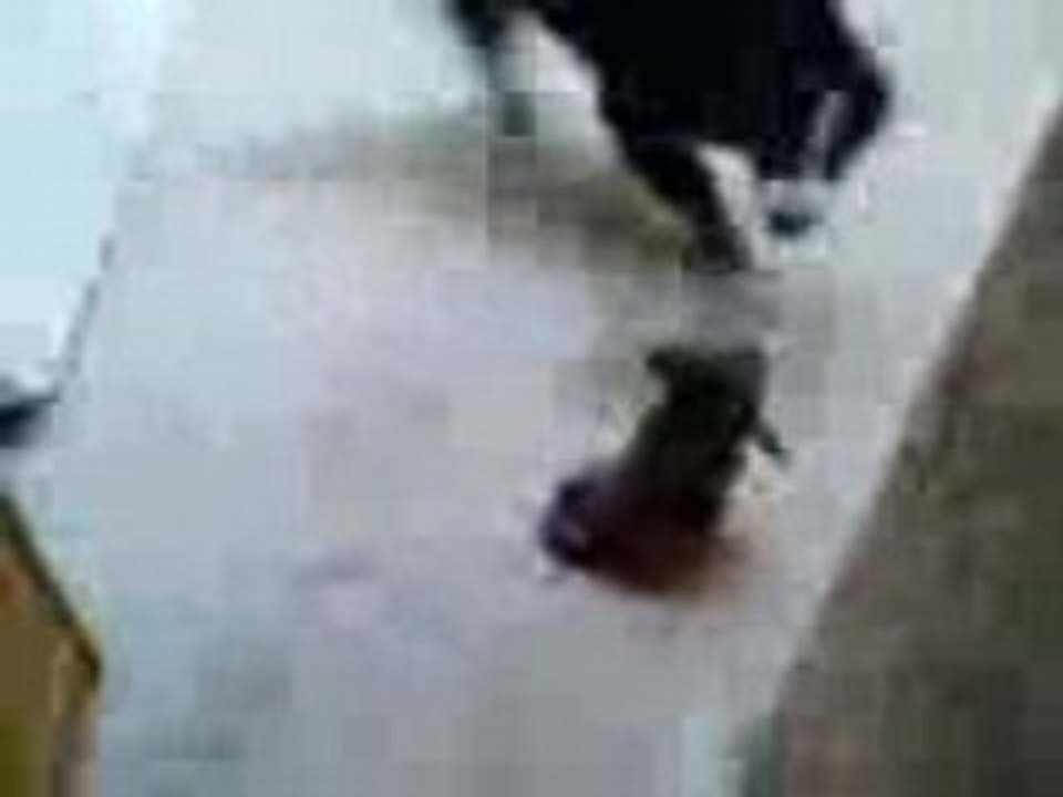 Vidéo doggy et le faux boubou