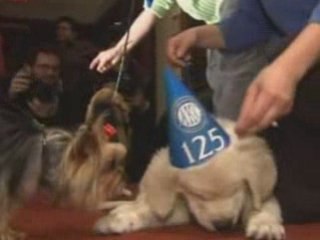 YouNews - Tennis Brawl