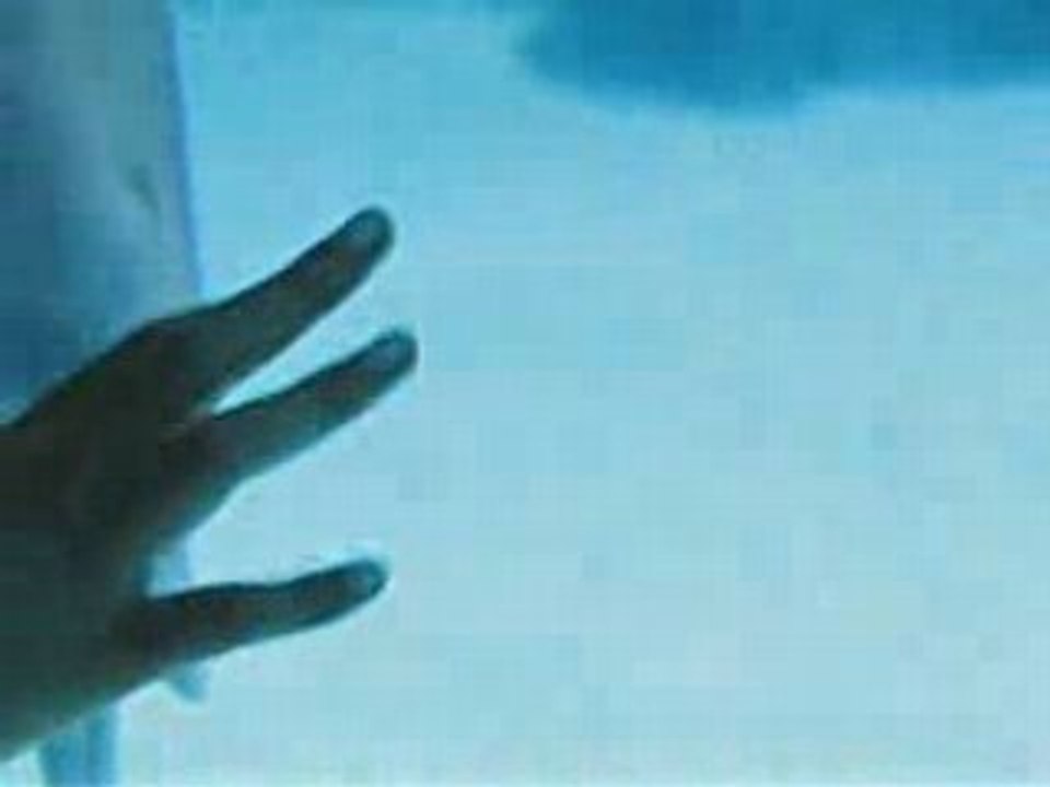 Dolphins Blowing Rings