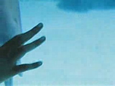 Dolphins Blowing Rings