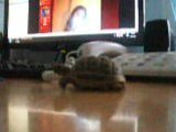 ma tortue
