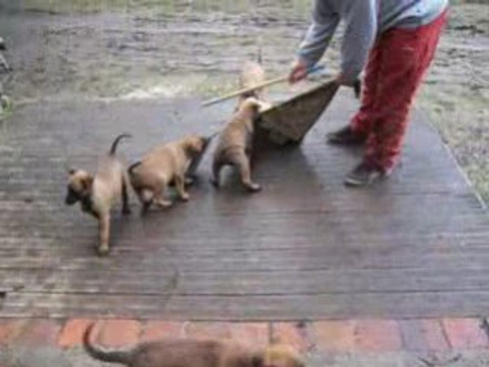 chiots du parc de l'astré