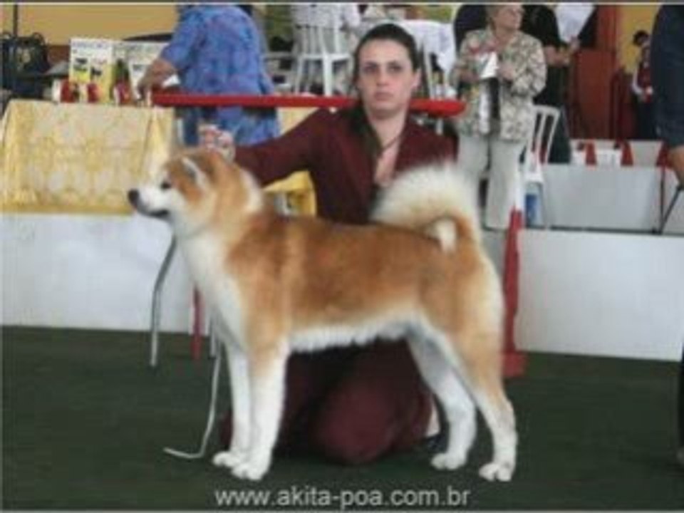Akita Inu - Yamada in Show
