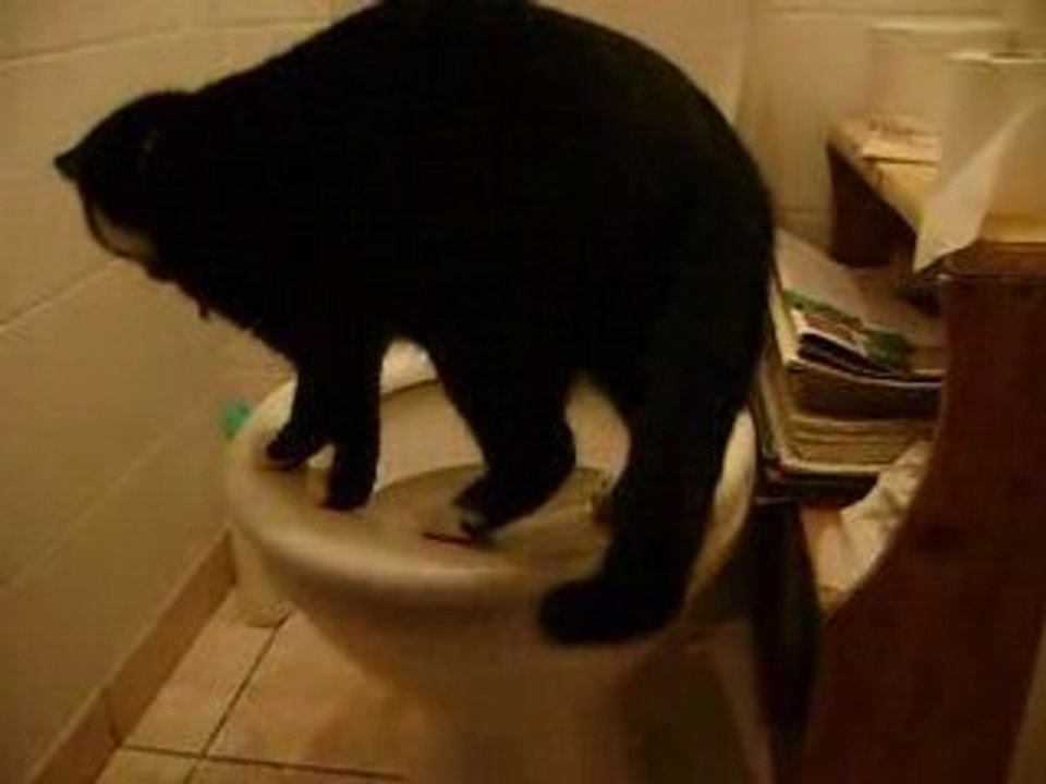 le chat des toilettes!