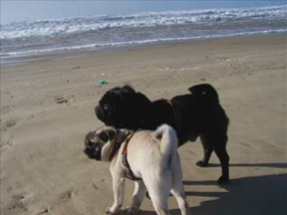 Balade sur la plage