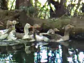 Los gansos d la cracra de Juan 2