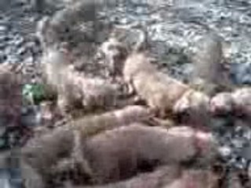 chasse aux chiens courants