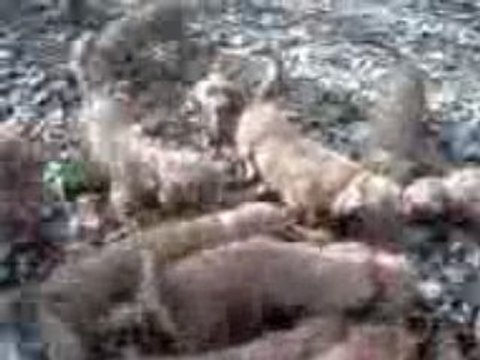 chasse aux chiens courants