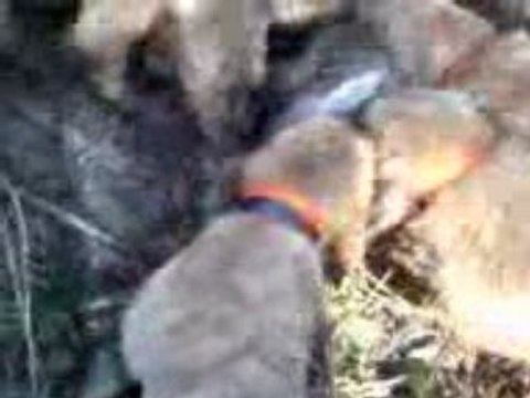 chasse aux chiens courants