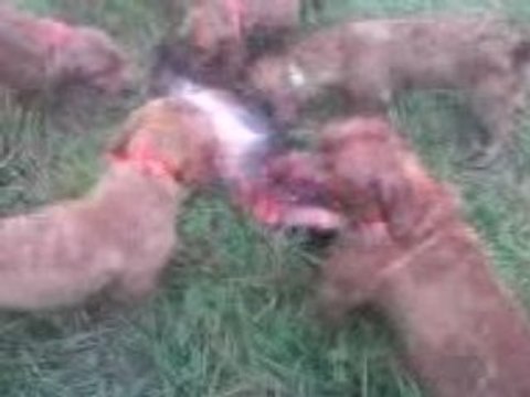 chasse aux chiens courants