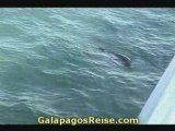 Galapagos islands cruise - Snorkeling video