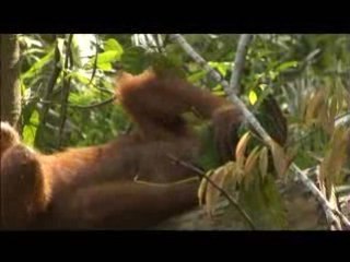 Orangutan Island - Inventive Orangutans