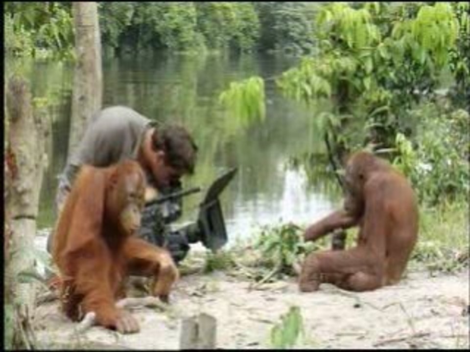 Orangutan Island - Filming Orangutans