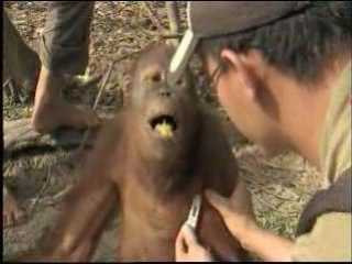 Orangutan Island - Jordan's Runny Nose