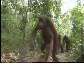 Orangutan Island - Walking Upright