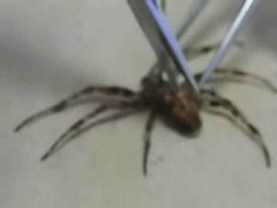 Dissection de l'araignée