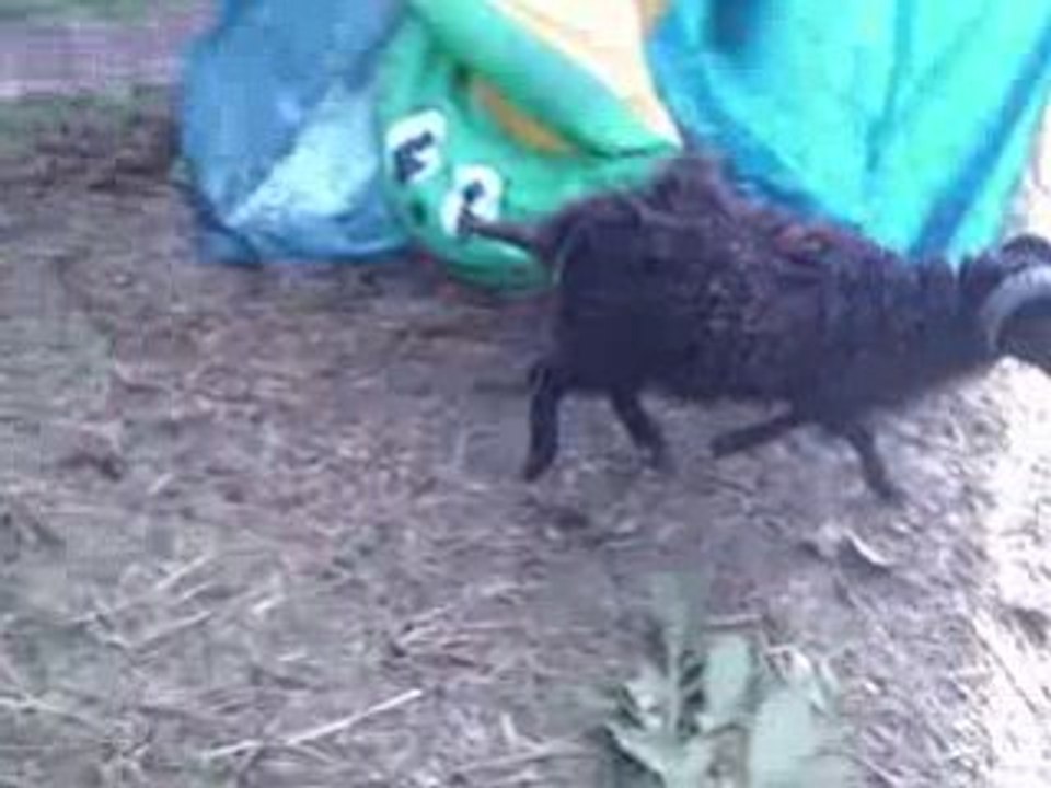 Saut liberté avec NESPRESSO !!