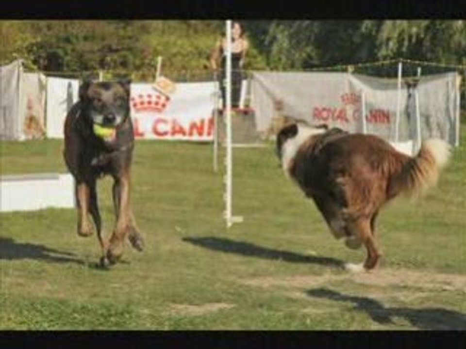 Les Dingos de Saulx