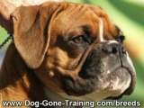 Boxer Training For Boxer Dogs and Boxer Puppies