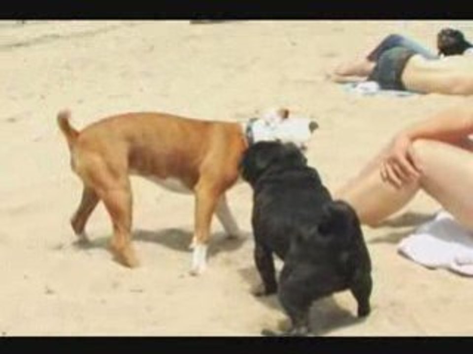 Pitbull Vs Pug